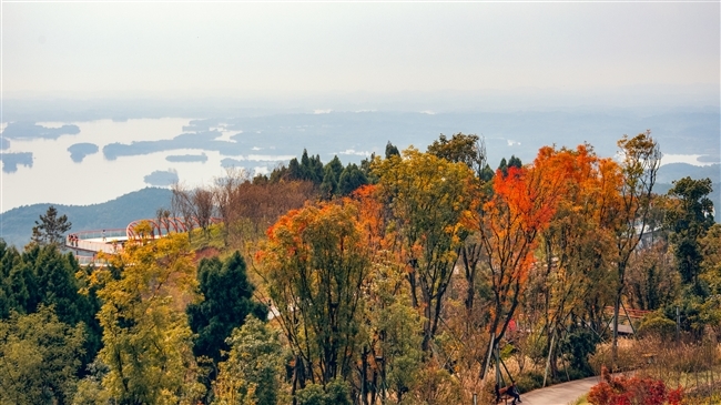 在城市绿心眺望"一山连两翼,龙泉山城市森林公园渐长成