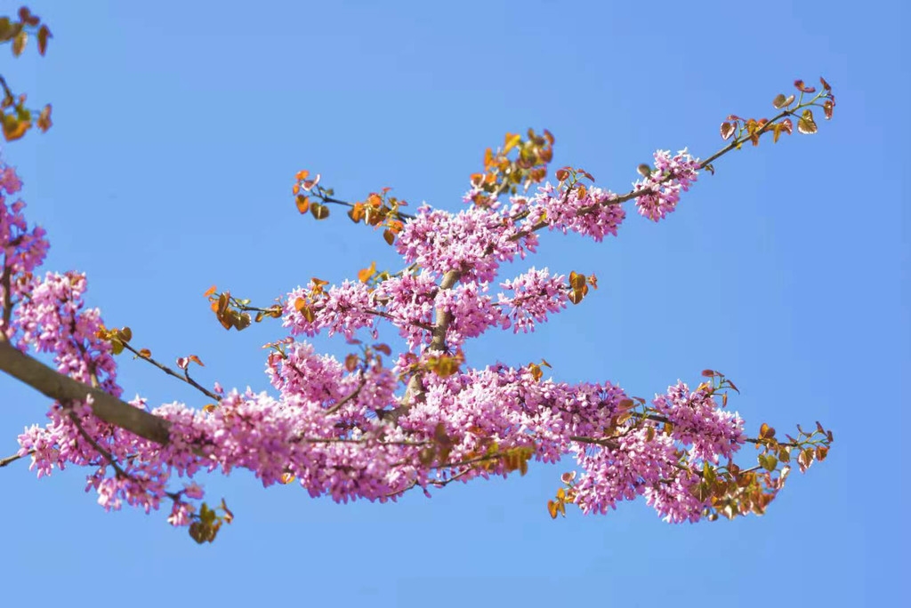 4月1日,2021四川青川唐家河紫荆花节启动仪式举行,在唐家河自然保护区