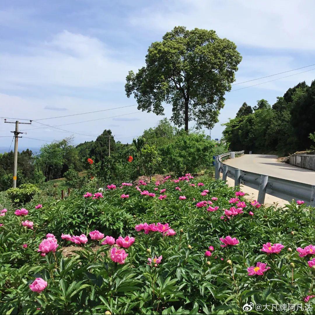 中江集凤镇石垭子村-中江芍药谷  石垭子村距离中江县城10.